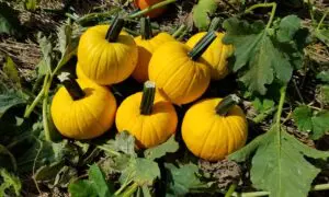 Sunlight Pumpkin (Farmore)