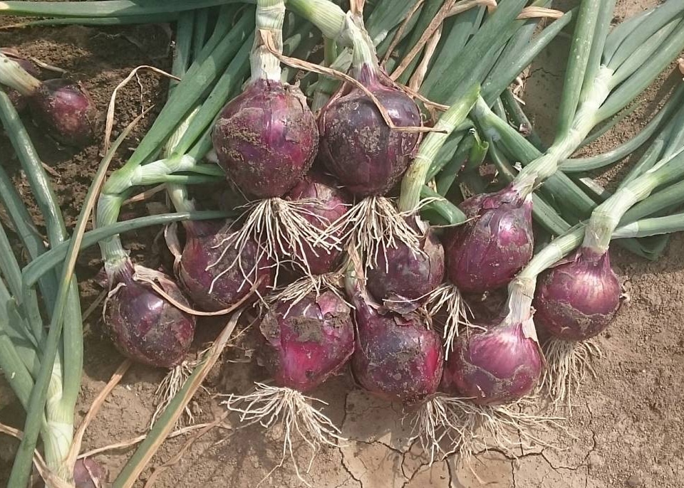 Red Spring Onion (Treated Seed) Seedway