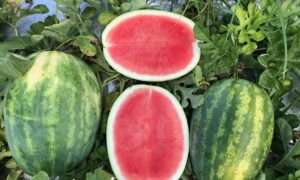 Shoreline Watermelon (Farmore FI400)