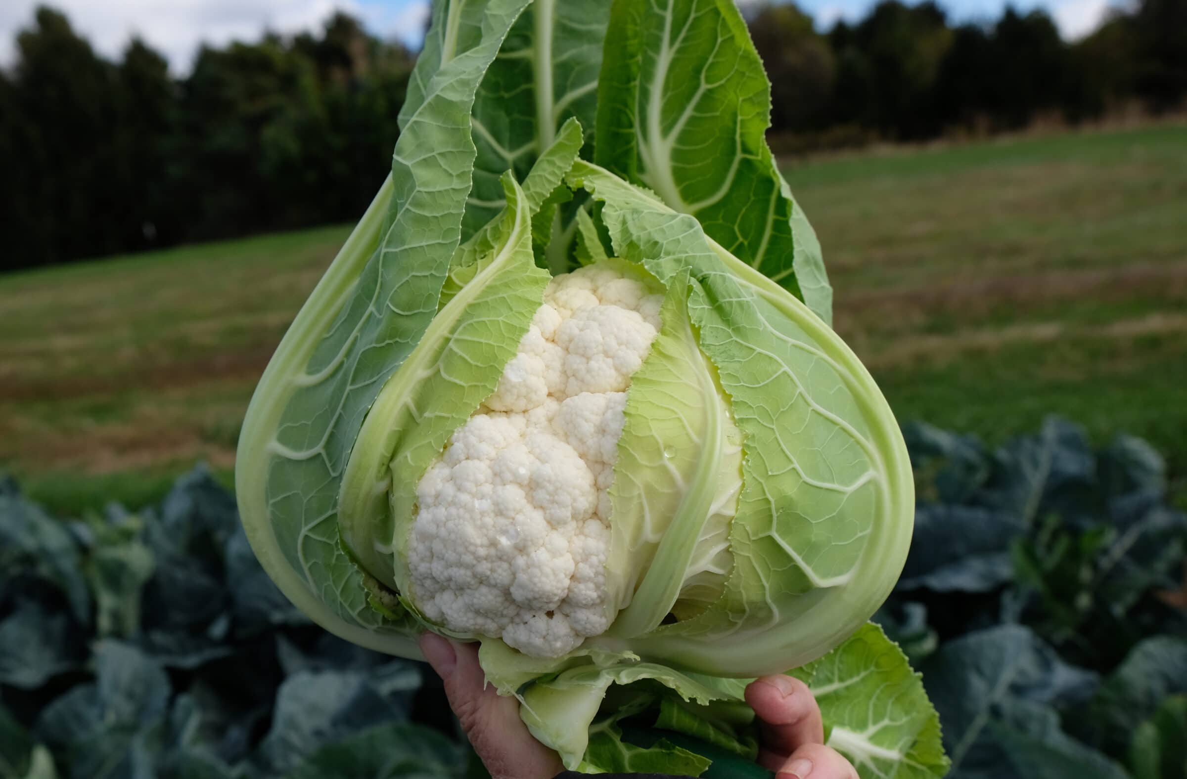 Bermeo Cauliflower (Organic) - Image 2