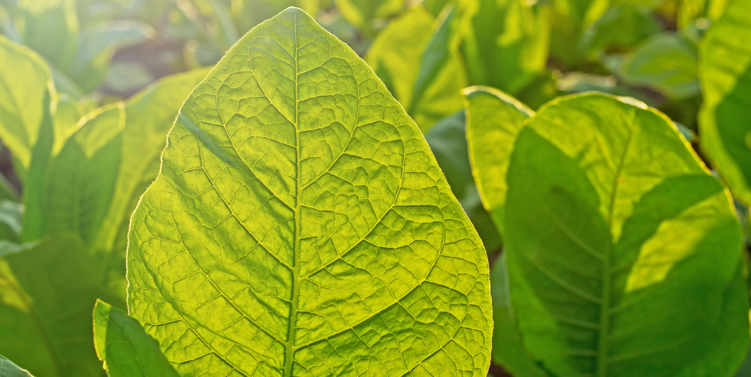 3 tobacco products The Best Tobacco-Related Products You Can Buy Online