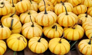Blaze Pumpkin (Treated Seed)