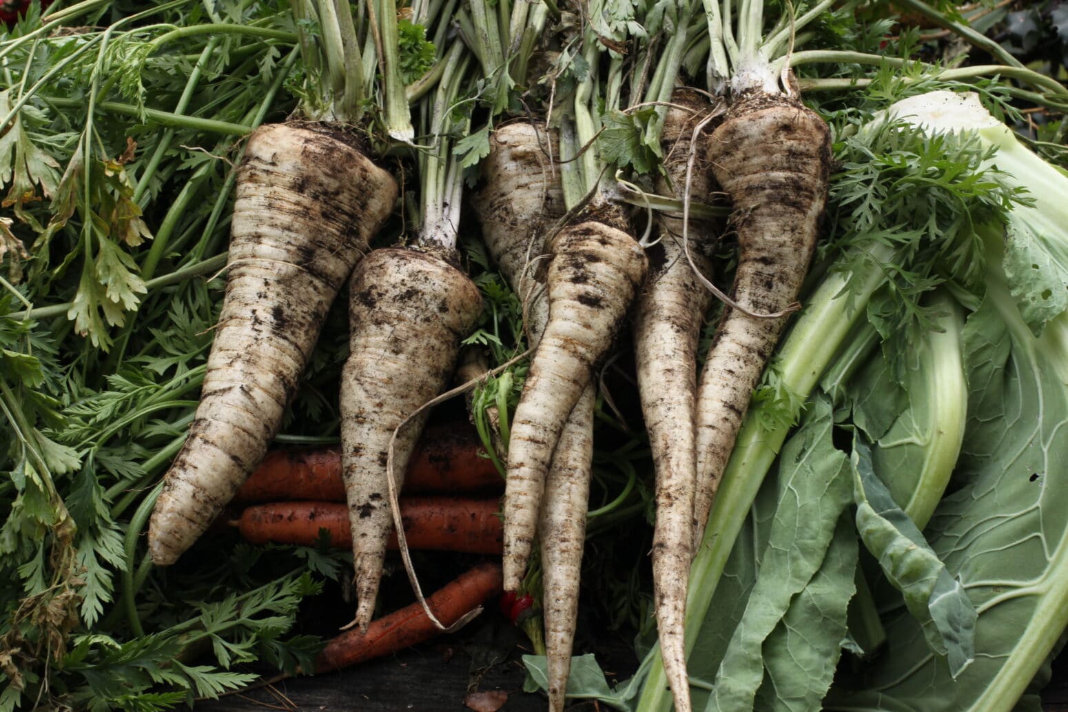 Parsley Root Arat (Untreated, BMox, Primed) Seed Coating Approved For