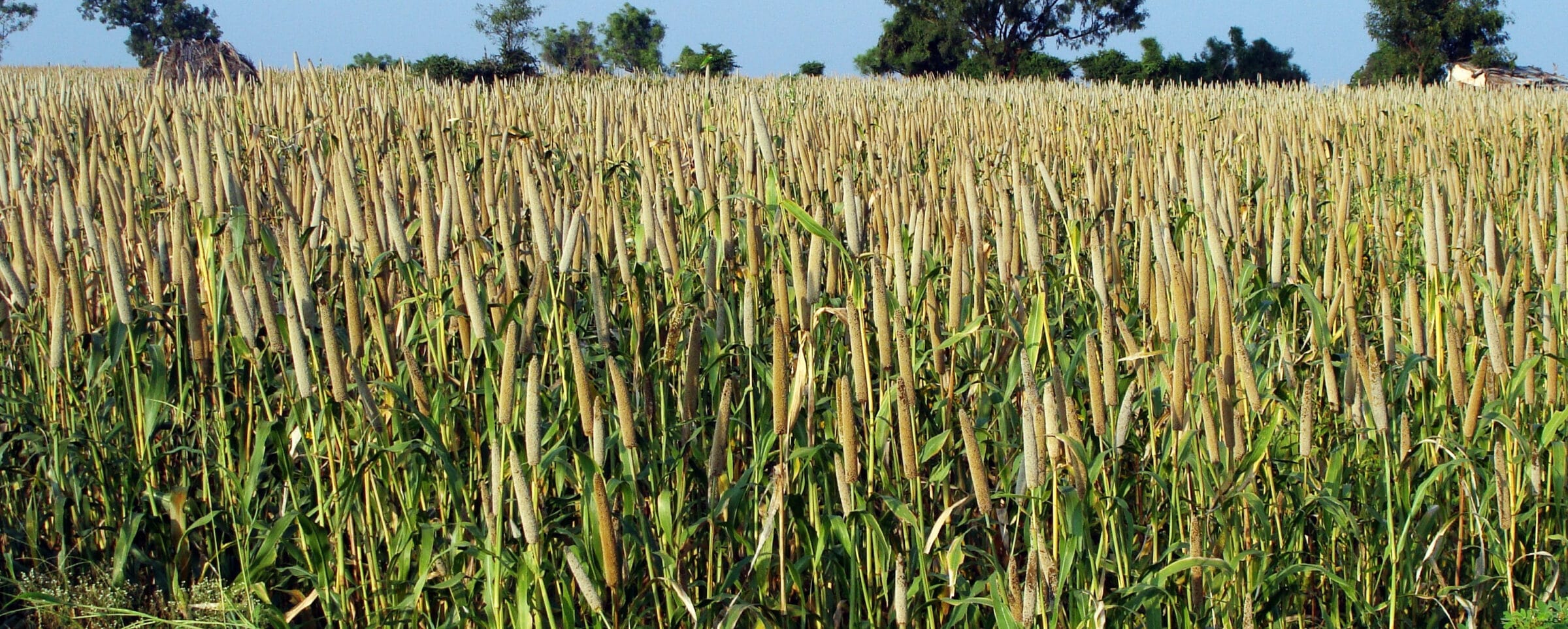 Category Pearl Millet Seedway