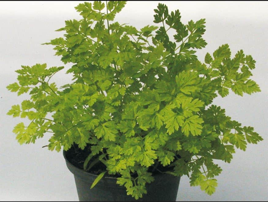Herb Chervil Massa (Not Treated)