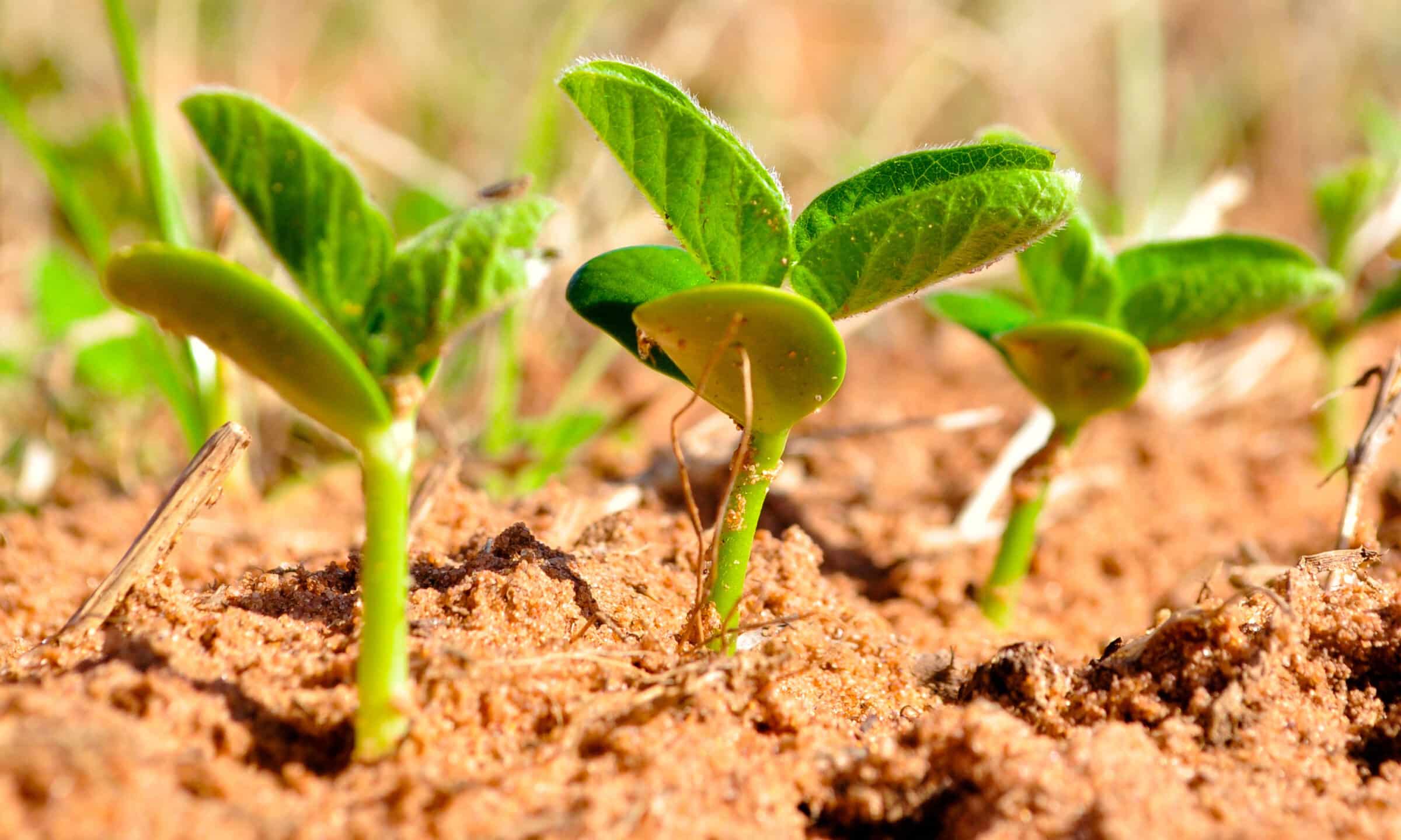 Category Conventional Soybeans Seedway