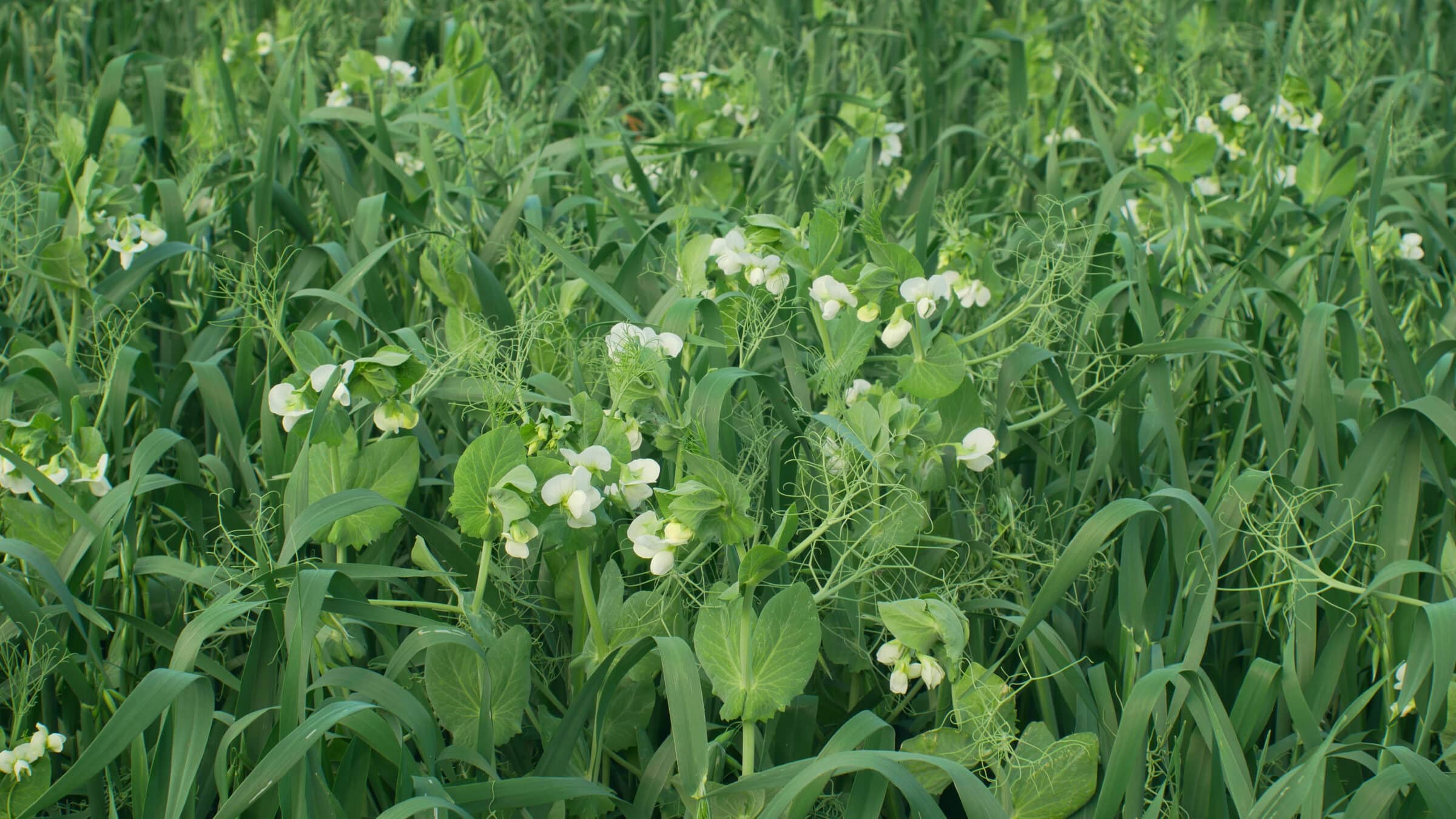 Category Cover Crop Mixtures Seedway