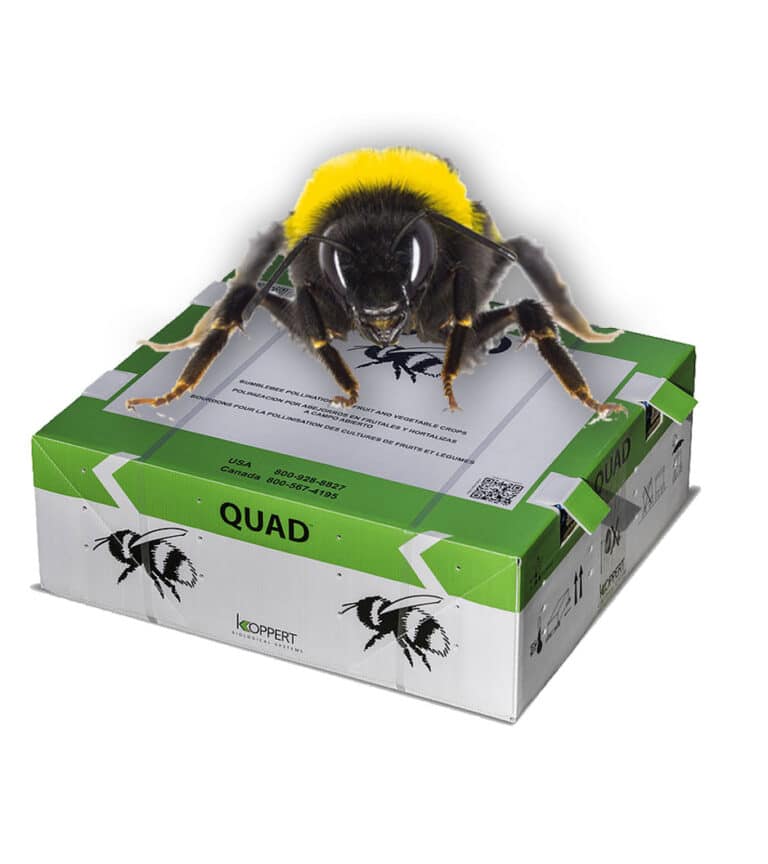 A box of Quad Bumblebees