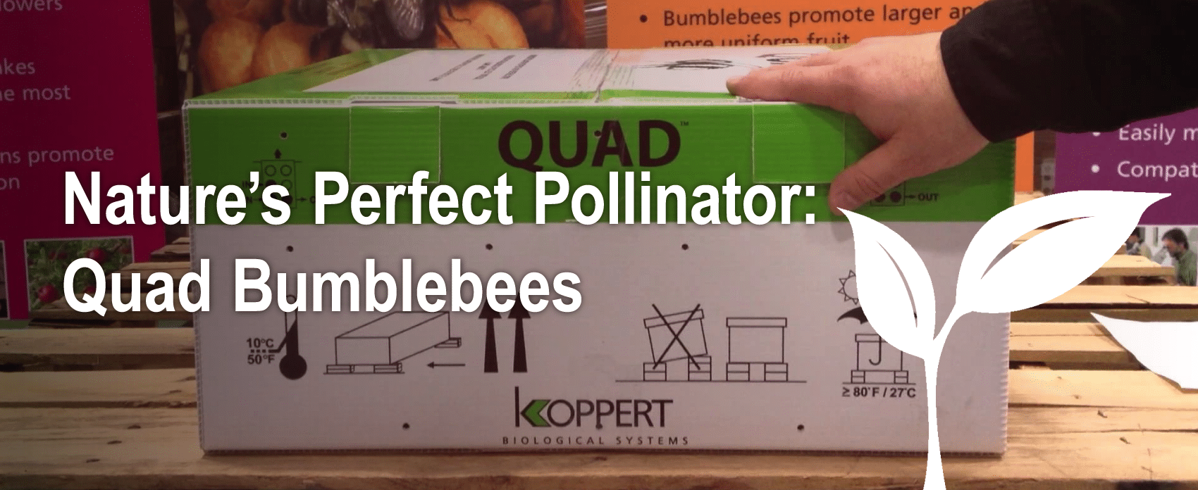 A box of Quad Bumblebees