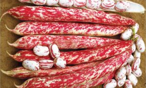 Topazio Horticultural Bean (Not Treated)