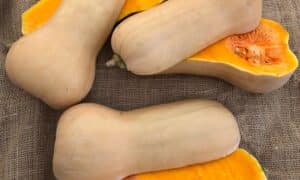 Waltham Seneca Strain Squash (Farmore)