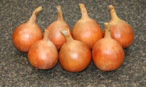 Powell Onion (Treated Seed)