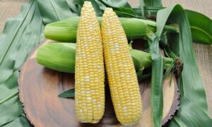 Crave Sweet Corn (Cruiser Treated)