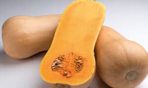 Havana Butternut Squash (Organic)