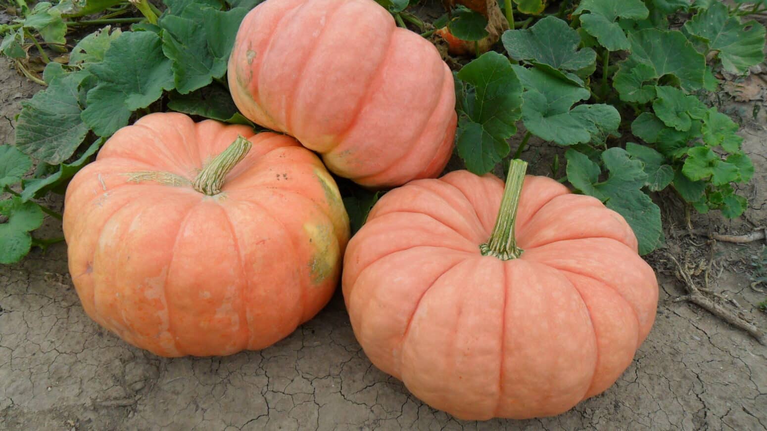 Indian Doll Pumpkin (Farmore) Seedway