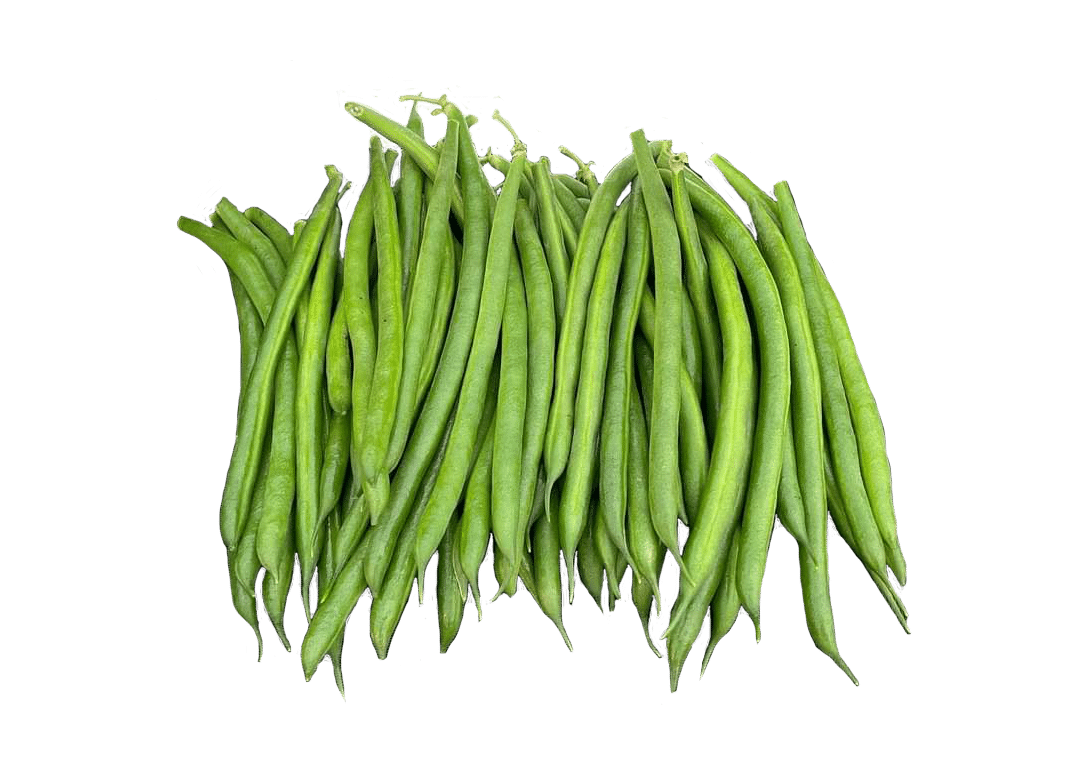 Jaguar Green Pod Bush Bean (Cruiser Treated) Seedway