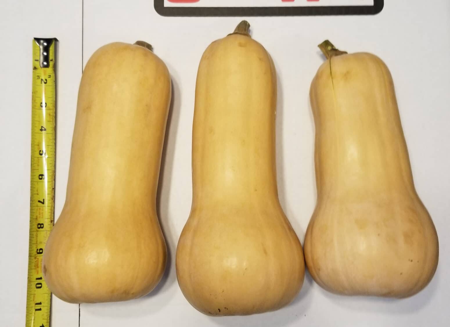 Lauda Squash (Cruiser) | Seedway