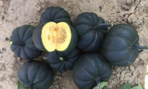 Midnight Pumpkin (Treated Seed)