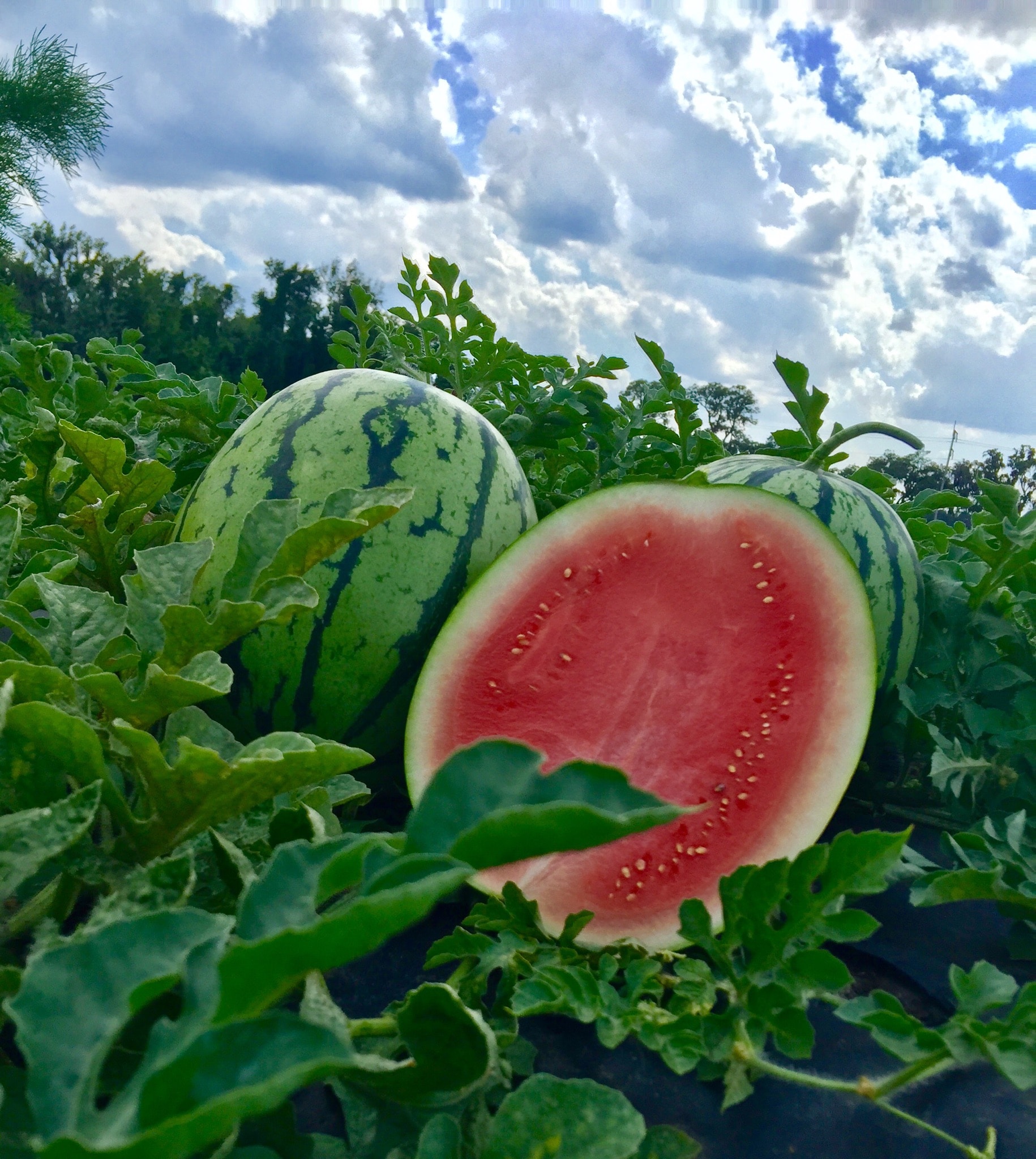 Premium Pollinator (Not Treated) - Image 2