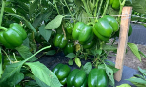 Regulator Bell Pepper (Not Treated)