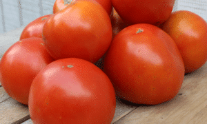 Saybrook Tomato (Peletted)