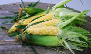 Xanadu Sweet Corn (Cruiser Treated)
