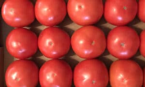 PATSY (Bejo 3353) Tomato (Pelleted)