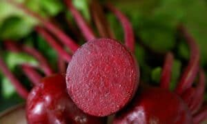 Detroit Supreme Beet (Sized, Not Treated)