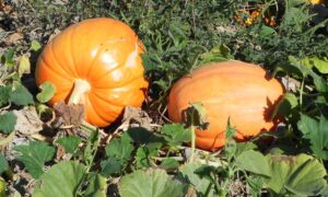 Big Max Pumpkin (Treated Seed)