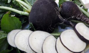 Round Black Spanish Radish (Not Treated)