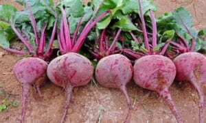Detroit Dark Red Beet (Not Treated)