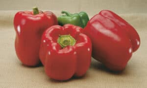 Double Up Bell Pepper (Treated Seed)