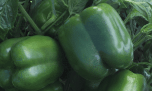 Huntington Bell Pepper (Treated Seed)
