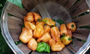 Kabal Habanero Type Pepper (Not Treated)