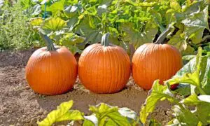 Kratos Pumpkin (Farmore)