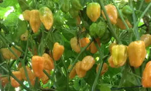Megalodon Habanero Type Pepper (Not Treated)