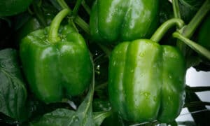 NITRO S10® Bell Pepper (Not Treated)