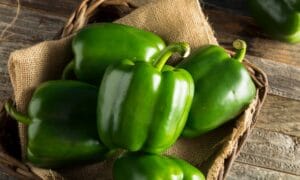 Placepak Bell Pepper (Treated Seed)