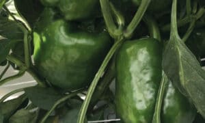 Prodigy Bell Pepper (Treated Seed)