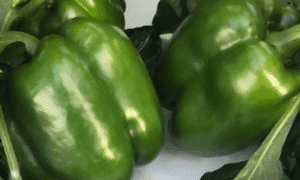 Provider Bell Pepper (Treated Seed)