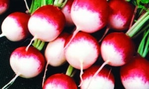 Sparkler Radish (Not Treated)