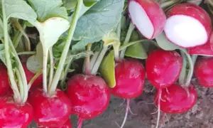 Red Crown Radish (Treated Seed)