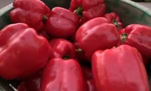 Sailfish Bell Pepper (Treated Seed)