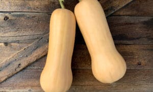 Genesis Squash (Farmore)