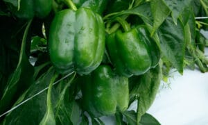 Shogun S10® Bell Pepper (Treated Seed)