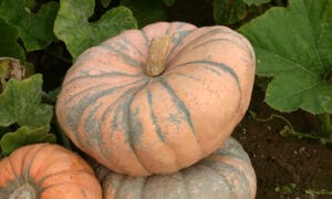 Speckled Hound Pumpkin (Treated Seed)