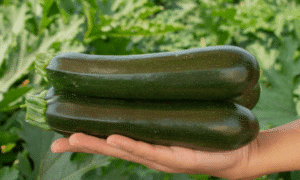 Tribute Zucchini (Farmore)