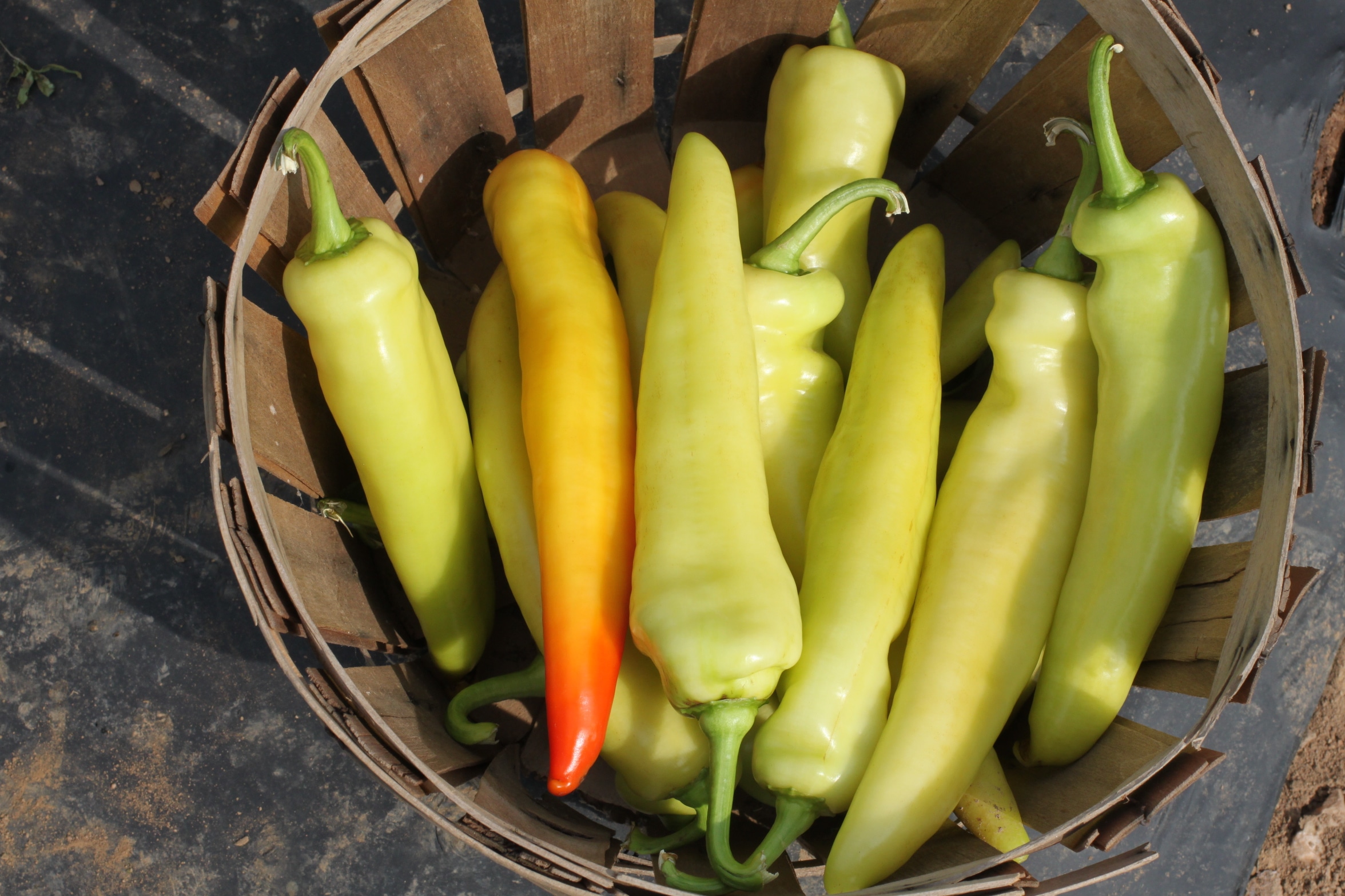 Blazing Banana Pepper (Treated Seed)
