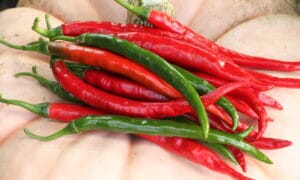 Royal Hot Hot Pepper (Treated Seed)