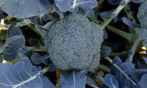 Wolfman Broccoli (Not Treated)